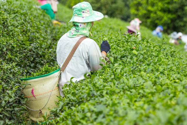 市面上的假茶为何这么多？原因有2点，很多人早就料到