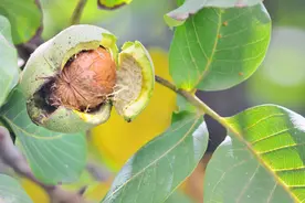 核桃丰产高效栽培技术，做好以下各环节工作管理，确保核桃的产量图片