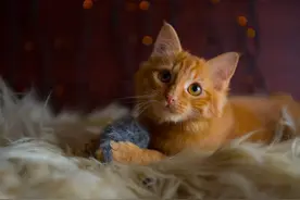 猫咪叼着玩具喵喵叫，想告诉猫奴什么？可能是给无能铲屎官的恩赐图片