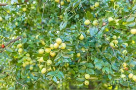 枣子的栽培，掌握高产枣树栽培要点！种出香甜脆枣，枣子摘不完图片