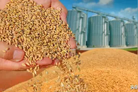 2020年小麦收购等级是怎么划分的？有哪些要注意的？答案在这里图片