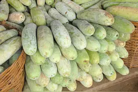 麦茬冬瓜优质丰产栽培技术，加强肥水管理工作，促进冬瓜增产增收图片