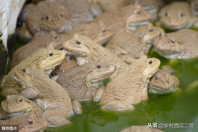 牛蛙的人工高效养殖技术