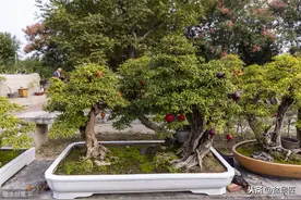 “盆景”植物烂根、黄叶，总结几点，多是这些方面出问题图片