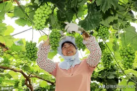 4措施让您的葡萄果粒大小整齐划一，也能卖出好价钱图片