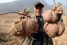 红薯为什么会裂口子？要如何预防？找准原因减少裂口的发生图片