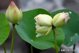 盛夏荷塘，哪朵莲花美动了你图片