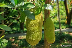 如何挑选和处理菠萝蜜、莲雾、番石榴？图片