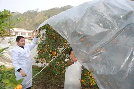 不耐寒的果树容易冻伤，分享果树防冻方法，来年大丰收图片