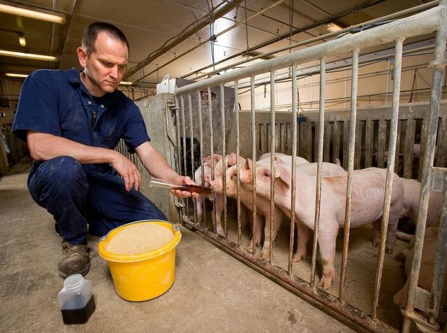 蛋白质的氨基酸大约有22种，猪对氨基酸和能量需求怎样呢？