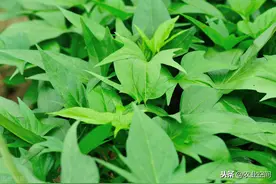 红薯为什么有人把它归为蔬菜？管理方法大同小异，思路却根本不同图片