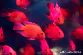 咋就养不红鹦鹉鱼？读完本篇，相信你也可以养出通红的鹦鹉鱼图片