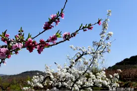 山东枣庄：冯卯镇东岩下村“桃红梨白”景美如画图片