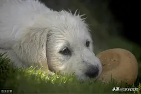 为什么狗要吃脏东西？如何阻止你的狗吃泥土图片