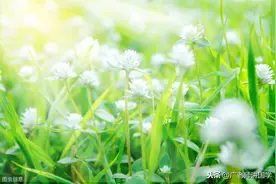 读懂“草”字，才理解什么是“芳草萋萋”、什么是“群英荟萃”图片