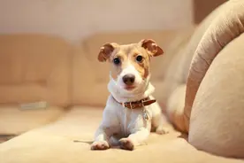 狗狗便秘排便有血怎么办图片