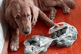 金毛总往家里捡石头，主人整理出来打算扔掉，却发现事情并不简单图片