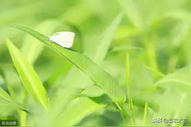 蕹菜的种植技术，老农来和你们说说，怎么才能增产图片