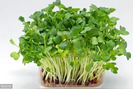 豆瓣菜种植技术，看看哪种种植技术效果更好，让我们一起抉择吧图片