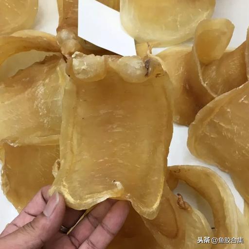 蜘蛛肚花胶 2026年蜘蛛花胶价格,做法,功效及图片大全