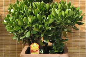 玉树长不大？它有“3怕”，避开后，叶片硬如铁，长成“吉利树”图片