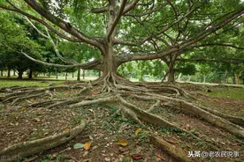 灭除一棵野树：6种特效方法教给你，不用动土就能除，照着做就行图片