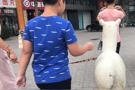 这是啥宠物？像羊又不是羊，价值2万元，名字很难听，啥样图片