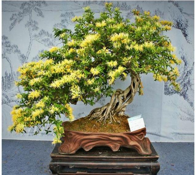 这4种花,再穷也要养 一盆,好养好看,吃了能败火