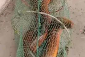 广西老乡捕获“胳膊粗鳝鱼”，称捕了几十年鱼没见过，鳝鱼精？图片