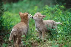 故事：老人上山打猎，竟救下一窝小狼崽，长大后为了“报恩”却扑向老人图片