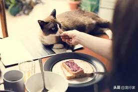 4个铲屎官常犯的喂食错误！喂错了猫不会说话，需要自己提高警惕图片