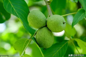 核桃种植，育苗技术要点你会吗？这样做，成活率非常的高图片