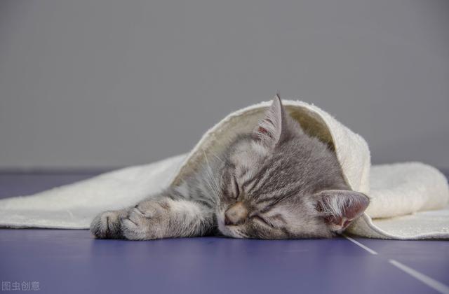 猫咪临床常用血液检查及血液生化检验项目（先收藏)