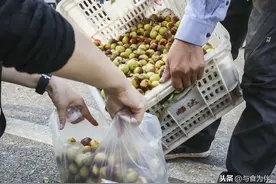 挑冬枣时，记住“一看二摸三尝”，远离糖精钠，买到健康放心枣图片
