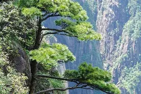 我国“珍贵”的三棵树：24小时派兵把守看护，一棵树投保一亿图片