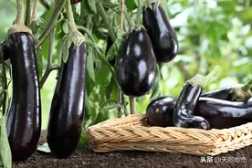 使用这3种方法，有效避免炒出黑呼呼的茄子，且美味多汁图片