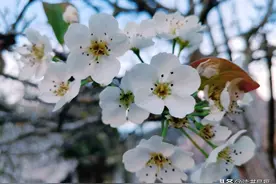 国学经典之《春秋穀梁传》第十六讲：成公·九年至成公·十八年图片