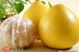 新品种柚子树苗供应，果实大又甜，品质优良，值得推荐图片