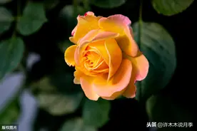 月季夏天会被热死吗？月季度夏十大法宝，记住这几条，不惧高温图片
