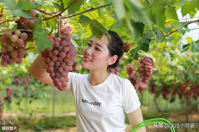 葡萄大小粒，产量品质双降低！7种诱发原因、8种防治方法记心底