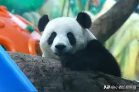 今天是马来西亚海归公主暖暖的生日，暖宝宝来收集生日祝福啦图片