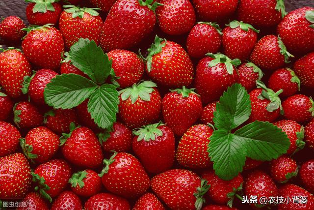 瀛︿細鐢ㄥソ杩欏嚑鎷涳紝鑽夎帗鑺辫娊鏃╁垎鍖栥€佹灉瀹炴棭鎴愮啛锛屾姠鍏堜笂甯傚崠楂樹环