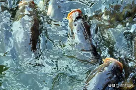 鱼出现浮头，却不是因为缺氧？真正原因是什么？图片