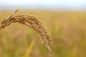 江苏粳稻还在猛涨，南粳系列接近1.8图片