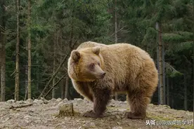 英语原版阅读：The Bear图片