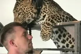 饲养员离职，花豹用绝食来抗议，最后成为饲养员的私人宠物图片