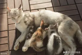 请不要这样做！不然母猫会吃掉自己的孩子图片