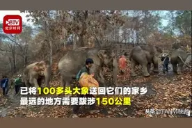 太难了！泰国景区没有游客，大象被迫“下岗”只好步行千里回老家图片