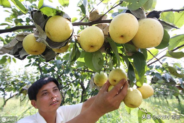 果树落花落果是啥原因造成的？如何保花保果才能使果园后期高产？