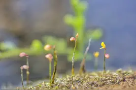 为啥过年不想再走亲串友？其实不过是拥有这几种心态罢了图片